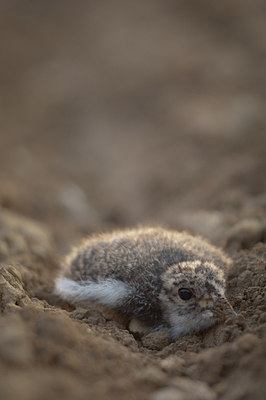BUITEN BEELD Foto: 153013