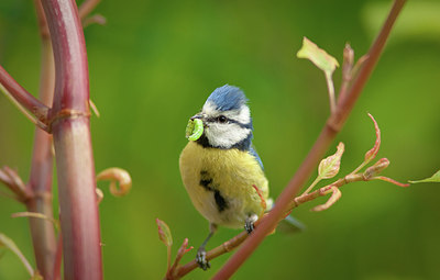 BUITEN BEELD Foto: 153016