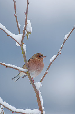 BUITEN BEELD Foto: 153021