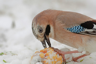 BUITEN BEELD Foto: 153022