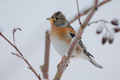 BUITEN BEELD Foto: 153024