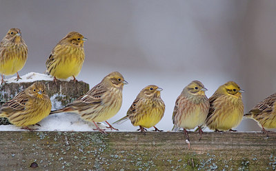 BUITEN BEELD Foto: 153026