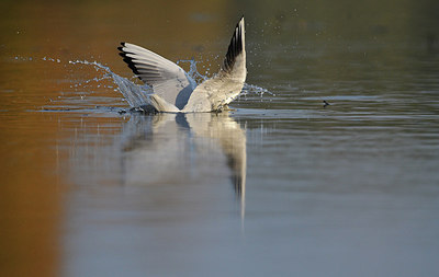 BUITEN BEELD Foto: 153041