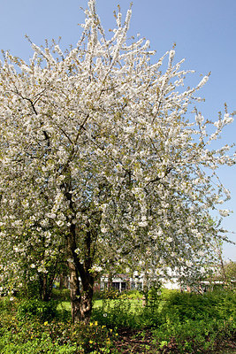 BUITEN BEELD Foto: 153073