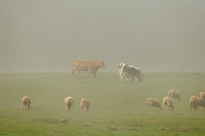 BUITEN BEELD Foto: 153131