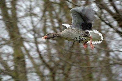 BUITEN BEELD Foto: 153145