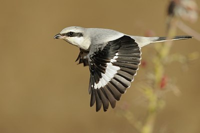 BUITEN BEELD Foto: 153202