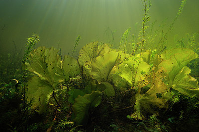 BUITEN BEELD Foto: 153335