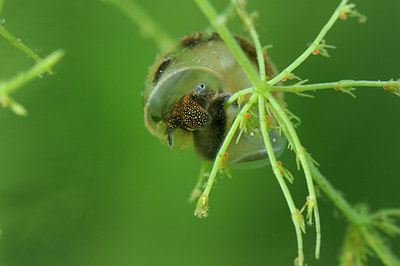BUITEN BEELD Foto: 153489