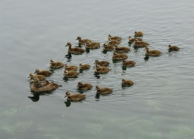 BUITEN BEELD Foto: 153590