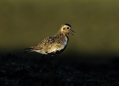 BUITEN BEELD Foto: 153632