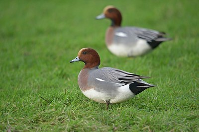 BUITEN BEELD Foto: 153796