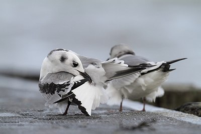 BUITEN BEELD Foto: 153810