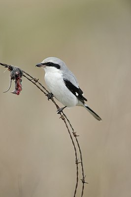 BUITEN BEELD Foto: 153853