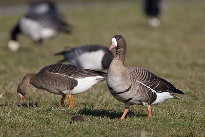 BUITEN BEELD Foto: 153905