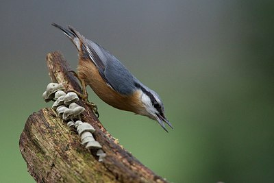 BUITEN BEELD Foto: 153910