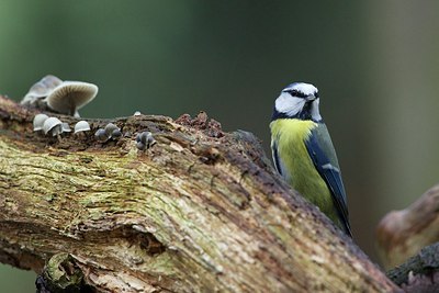 BUITEN BEELD Foto: 153914