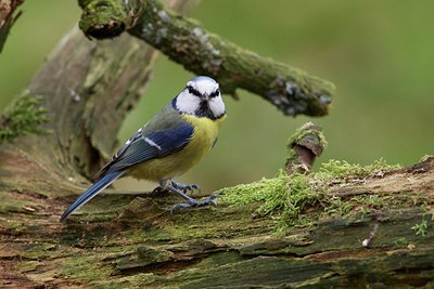 BUITEN BEELD Foto: 153928