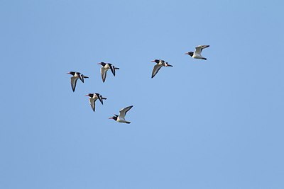 BUITEN BEELD Foto: 153934