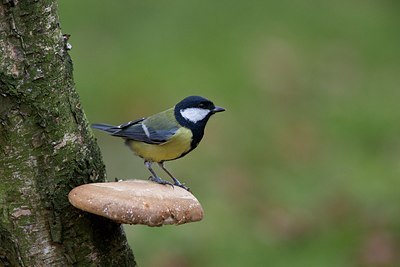 BUITEN BEELD Foto: 153953