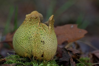 BUITEN BEELD Foto: 153993