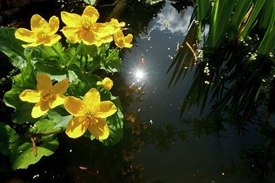 BUITEN BEELD Foto: 154000