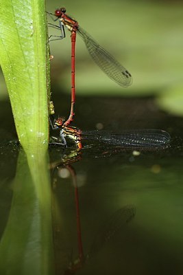 BUITEN BEELD Foto: 154045