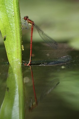 BUITEN BEELD Foto: 154047