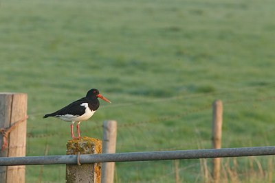 BUITEN BEELD Foto: 154139