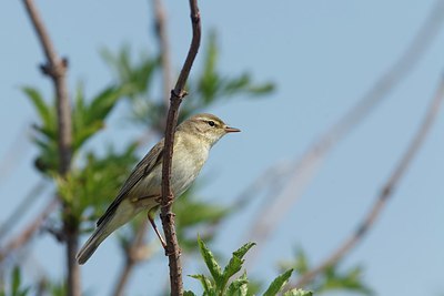 BUITEN BEELD Foto: 154140