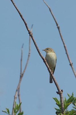 BUITEN BEELD Foto: 154144