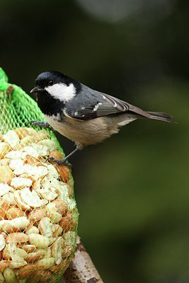 BUITEN BEELD Foto: 154154