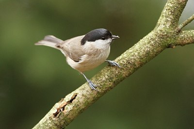 BUITEN BEELD Foto: 154155