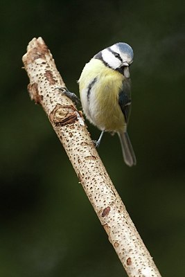 BUITEN BEELD Foto: 154160