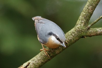BUITEN BEELD Foto: 154168
