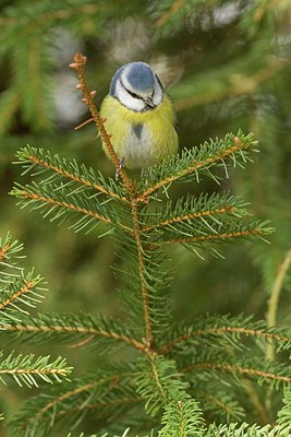BUITEN BEELD Foto: 154182