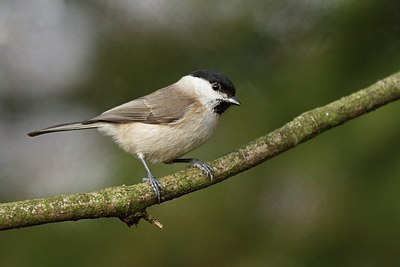 BUITEN BEELD Foto: 154187
