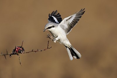 BUITEN BEELD Foto: 154279