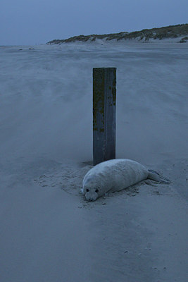 BUITEN BEELD Foto: 154280