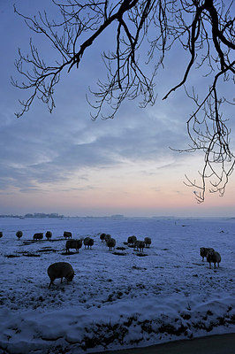 BUITEN BEELD Foto: 154322