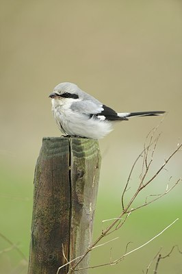 BUITEN BEELD Foto: 154368