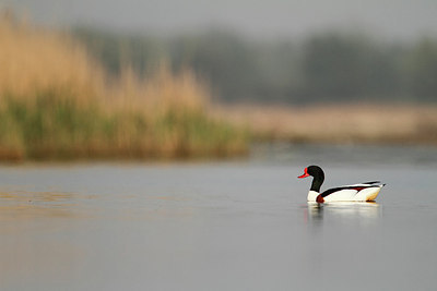 BUITEN BEELD Foto: 154377