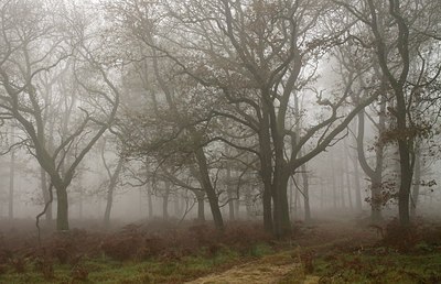 BUITEN BEELD Foto: 154388