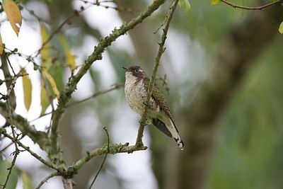 BUITEN BEELD Foto: 154435