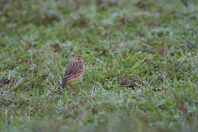 BUITEN BEELD Foto: 154437