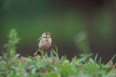 BUITEN BEELD Foto: 154439