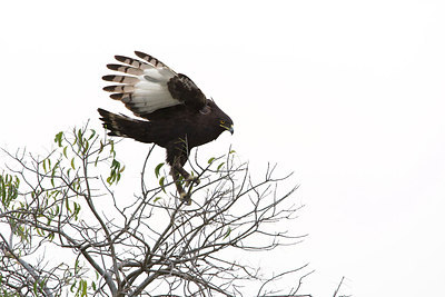 BUITEN BEELD Foto: 154447