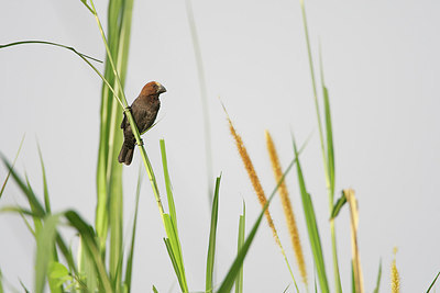 BUITEN BEELD Foto: 154451