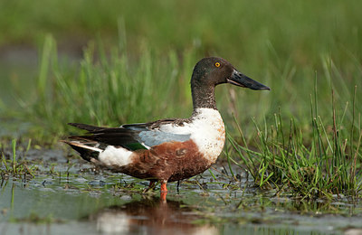 BUITEN BEELD Foto: 154492