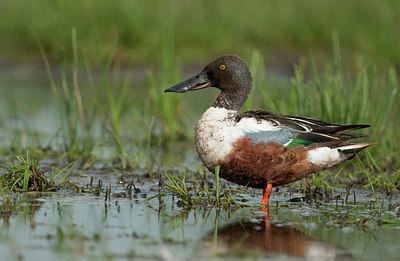 BUITEN BEELD Foto: 154493